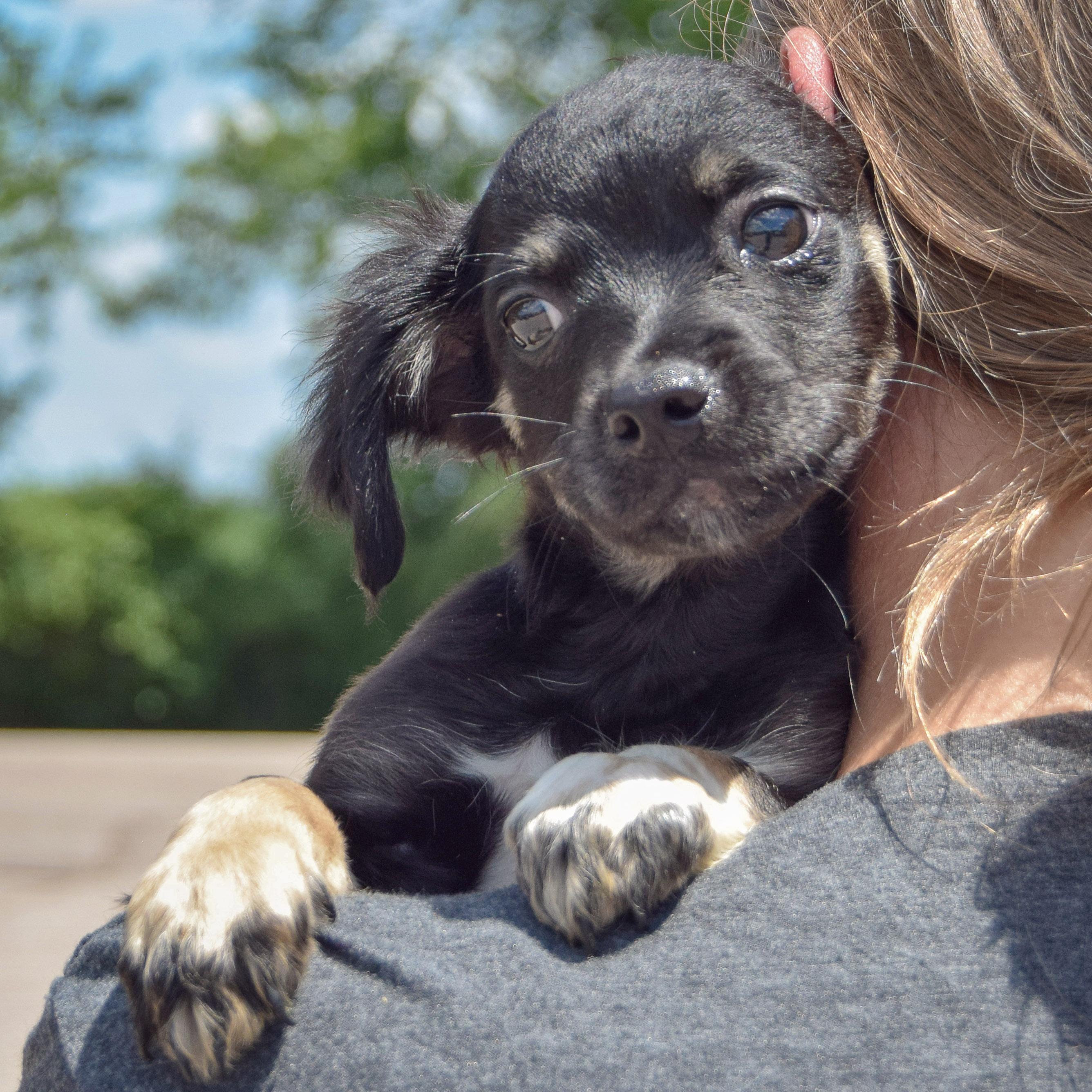 Gordito, an adoptable Papillon, Chihuahua in Huntley, IL, 60142 | Photo Image 5