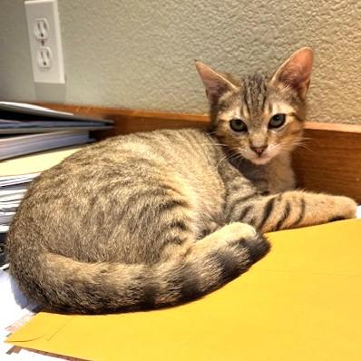 Enlarge Sorrel, a ADOPTABLE Tabby in Long Beach, WA image 3/6