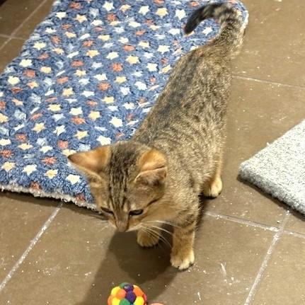 Enlarge Sorrel, a ADOPTABLE Tabby in Long Beach, WA image 4/6