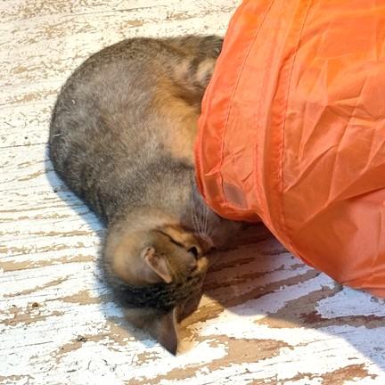 Enlarge Sorrel, a ADOPTABLE Tabby in Long Beach, WA image 5/6