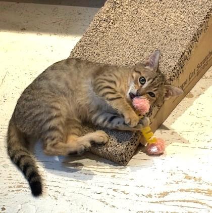 Enlarge Sorrel, a ADOPTABLE Tabby in Long Beach, WA image 2/6