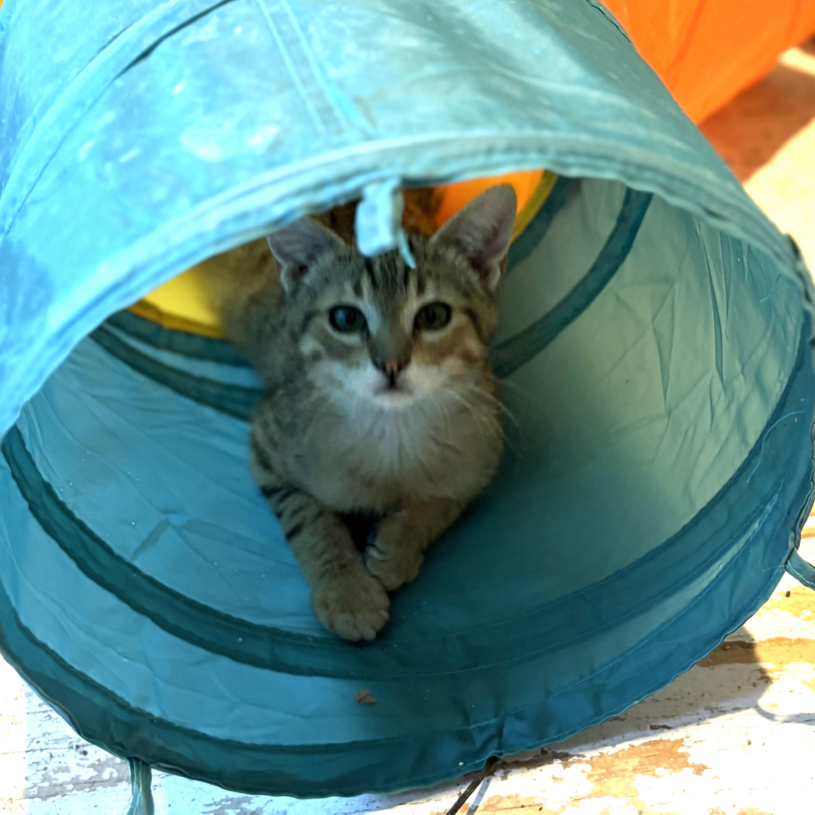 Enlarge Sorrel, a ADOPTABLE Tabby in Long Beach, WA image 6/6