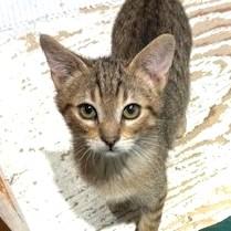 Sorrel, ADOPTABLE, Kitten Male Tabby.