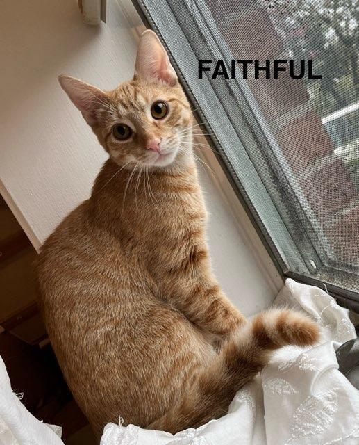 FAITHFUL N. - Sweet creamsicle boy