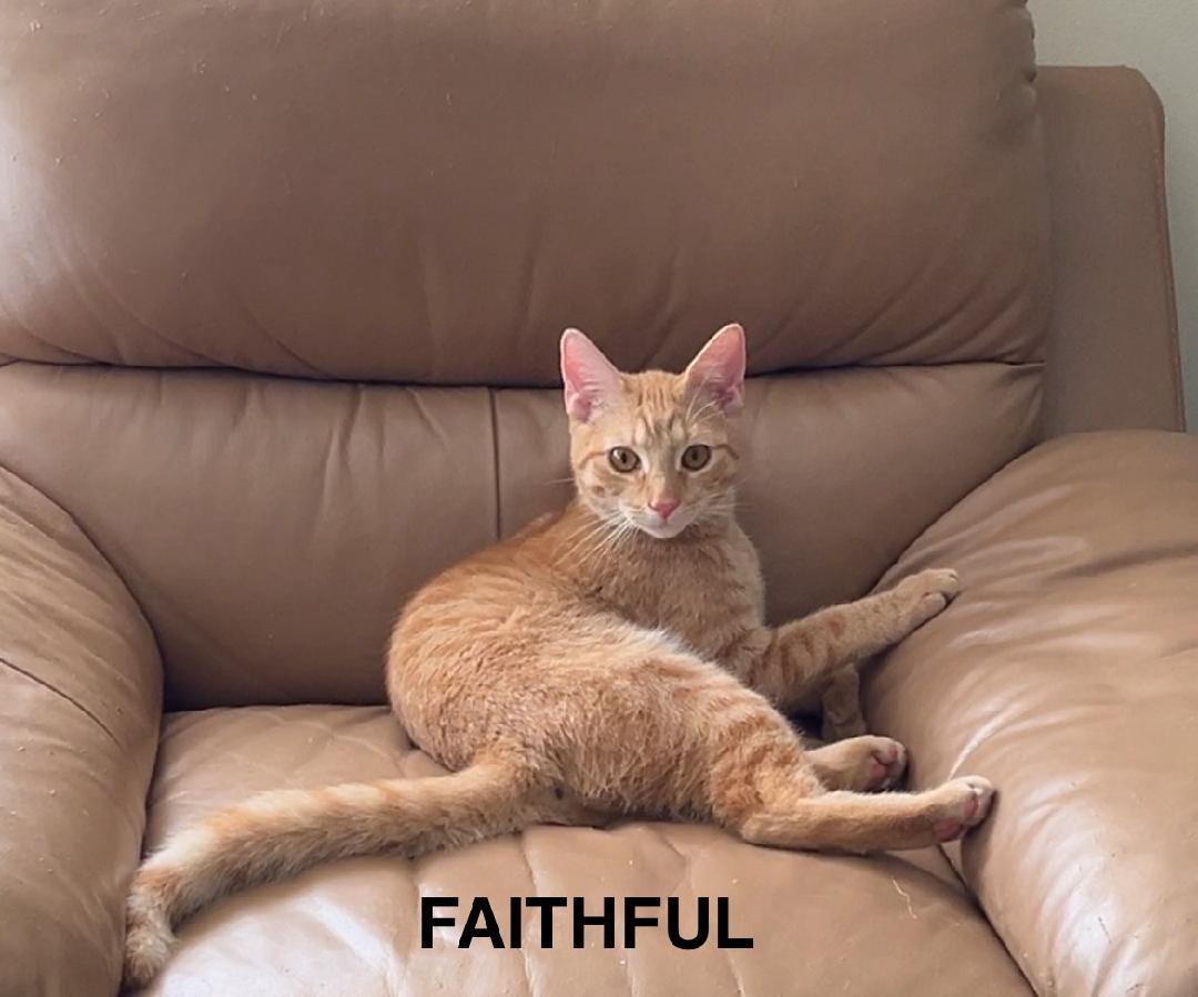FAITHFUL N. - Sweet creamsicle boy