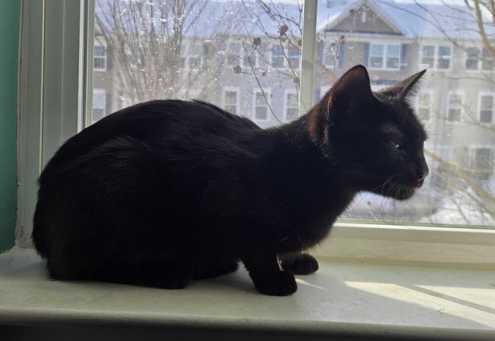 Belladonna, Adoptable, Young Female Domestic Short Hair.