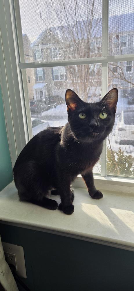 Enlarge Belladonna, a Adoptable Domestic Short Hair in Greenbelt, MD image 2/3