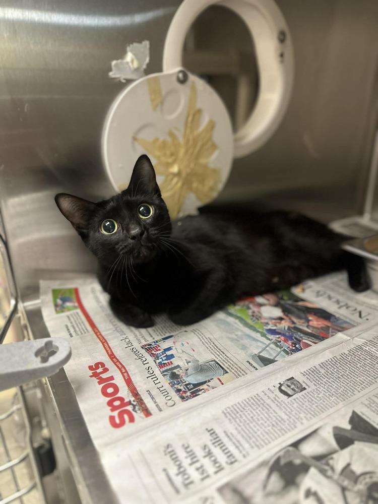 Enlarge Belladonna, a Adoptable Domestic Short Hair in Greenbelt, MD image 3/3