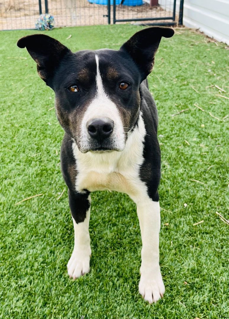 Enlarge Emily, a Adopted mixed breed in Washington, DC image 5/6