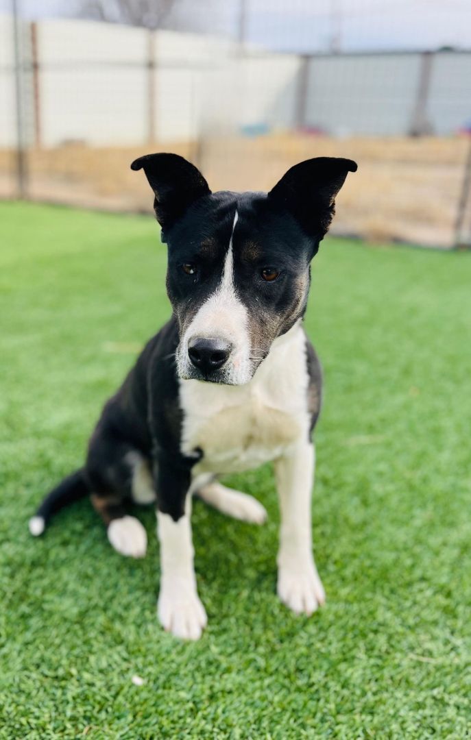 Enlarge Emily, a Adopted mixed breed in Washington, DC image 4/6