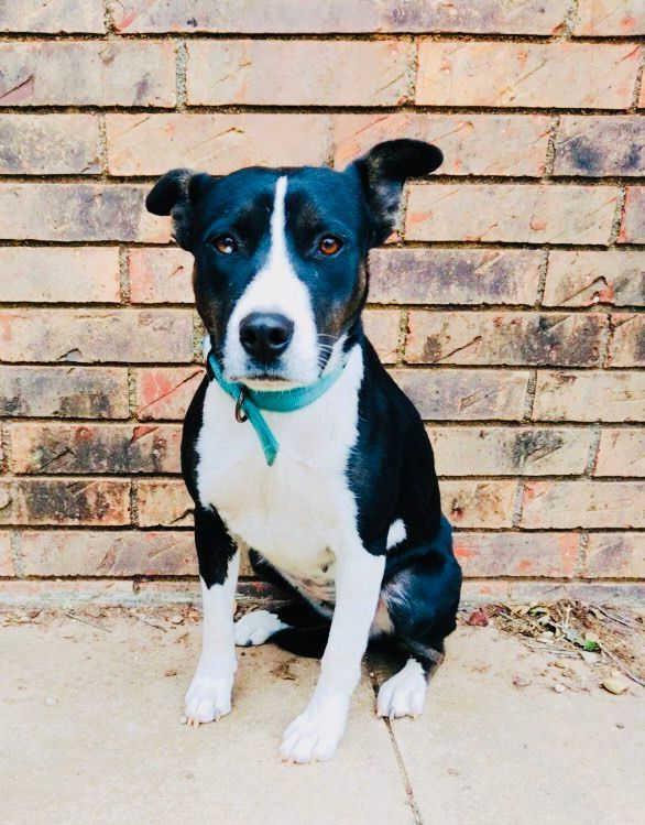 Enlarge Emily, a Adopted mixed breed in Washington, DC image 3/6