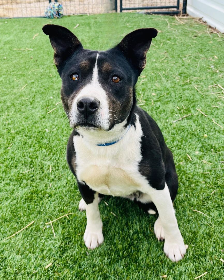 Emily, Adopted, Adult Female Cattle Dog & American Staffordshire Terrier.