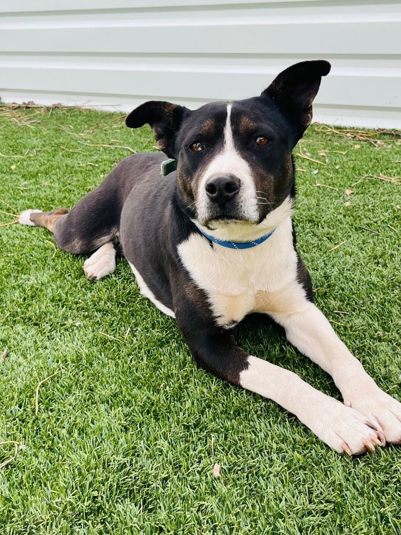 Enlarge Emily, a Adopted mixed breed in Washington, DC image 6/6