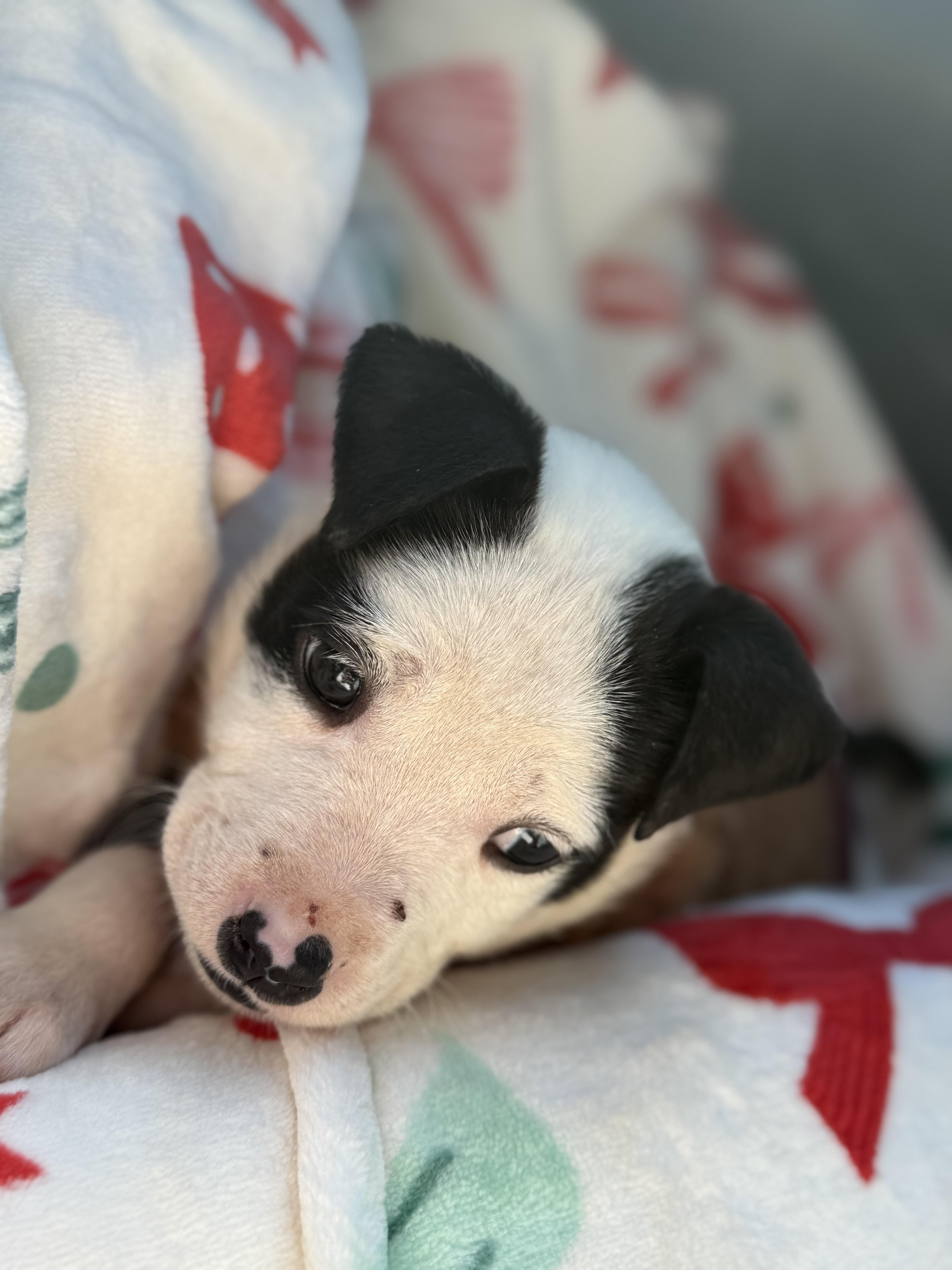 Mira, an adopted mixed breed in Myrtle, MS image 1/4