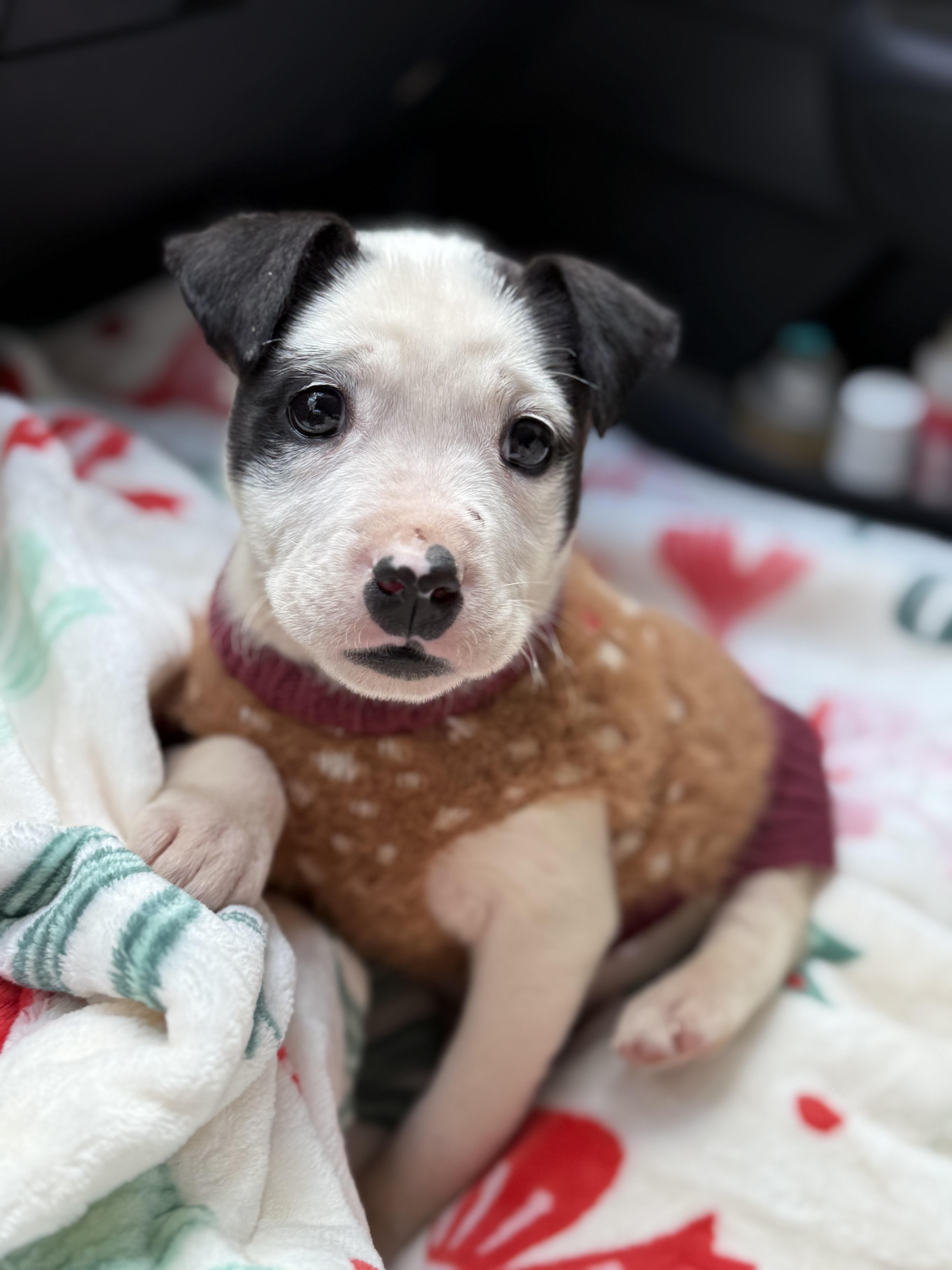 Mira, an adopted mixed breed in Myrtle, MS image 2/4