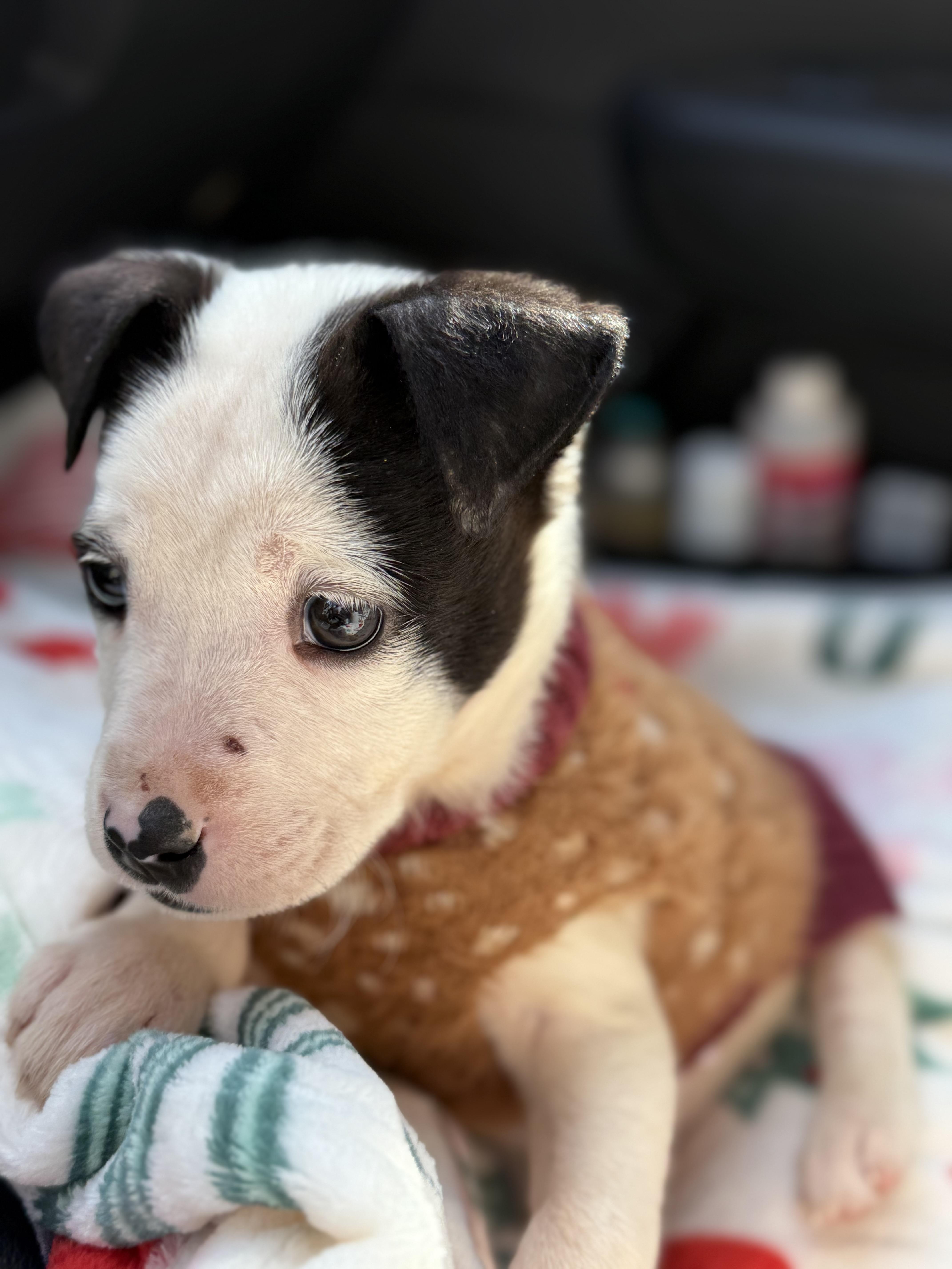 Mira, an adopted mixed breed in Myrtle, MS image 3/4