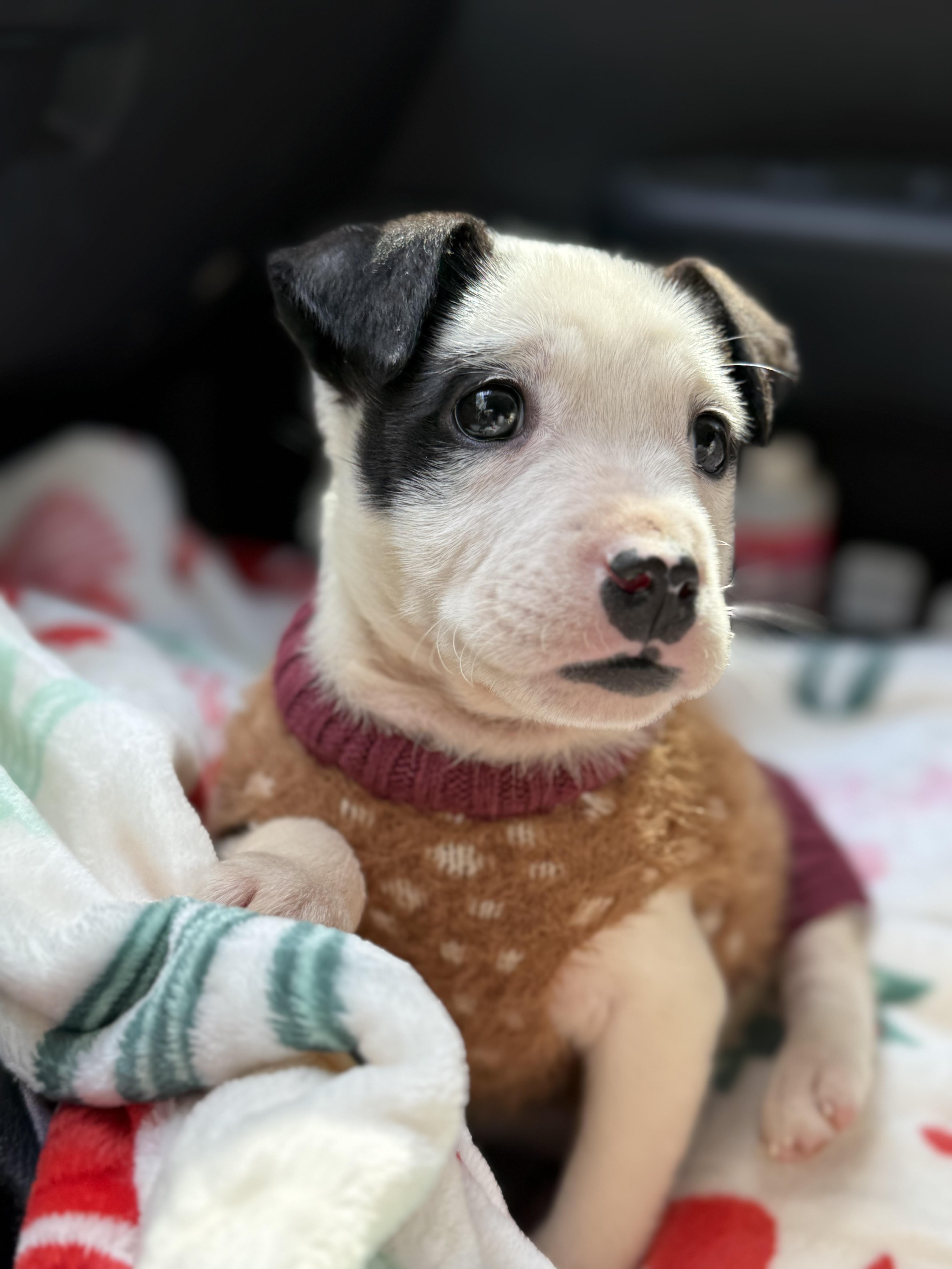 Mira, an adopted mixed breed in Myrtle, MS image 4/4