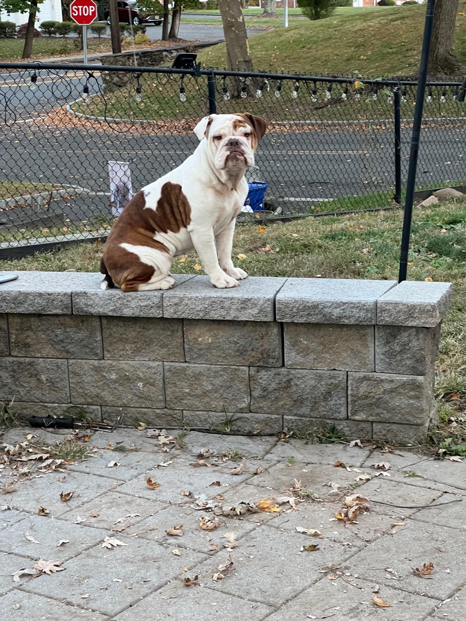 Maddie, adopted, Young Female English Bulldog.