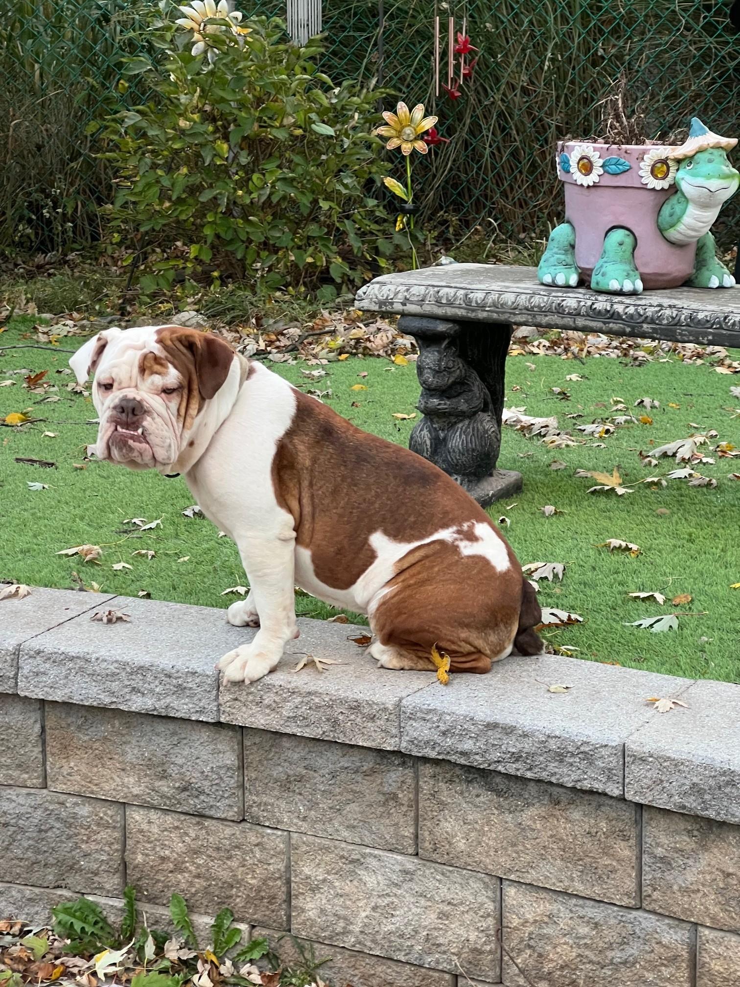 Maddie, an adopted English Bulldog in Belmar, NJ image 3/4