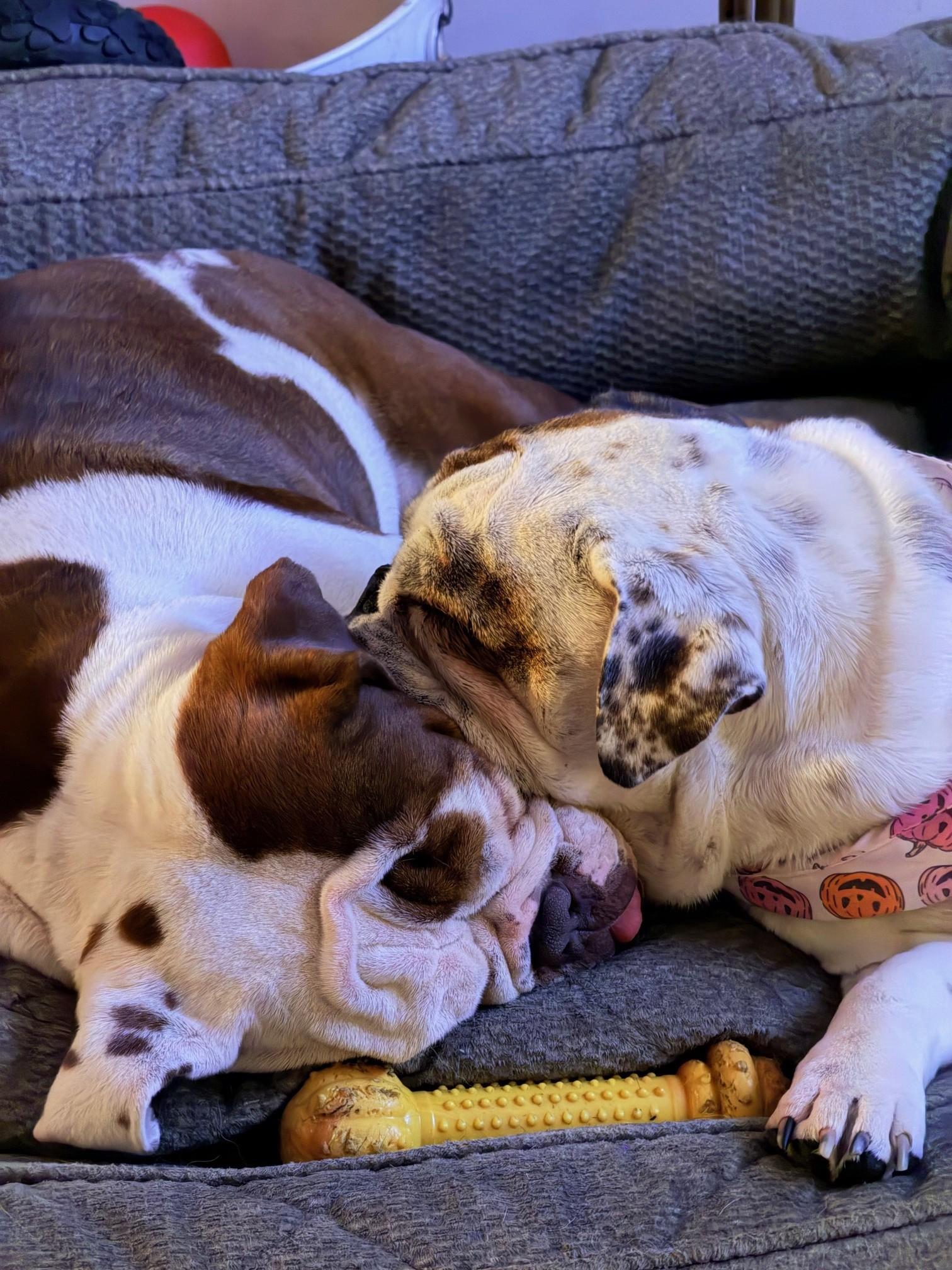 Maddie, an adopted English Bulldog in Belmar, NJ image 4/4