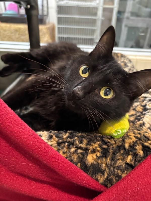 Enlarge Sigourney, a Adoptable mixed breed in Healdsburg, CA image 1/6