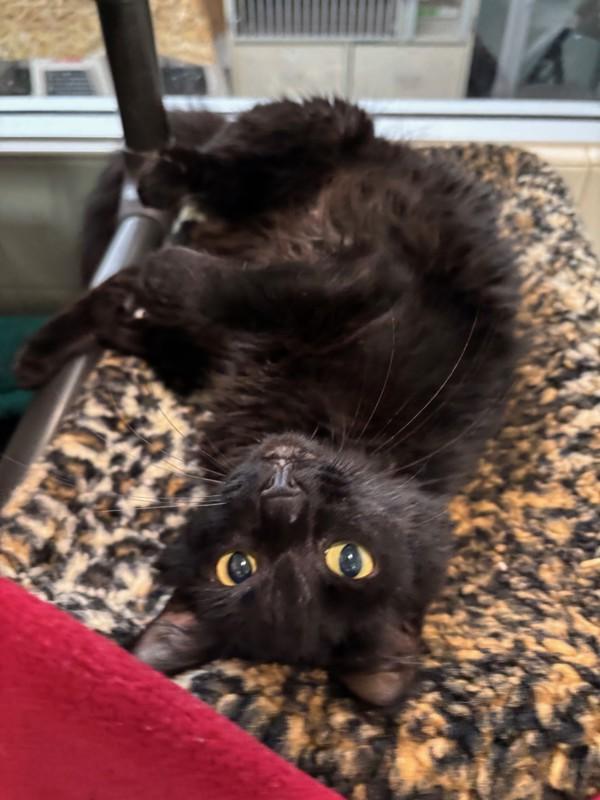 Enlarge Sigourney, a Adoptable mixed breed in Healdsburg, CA image 2/6