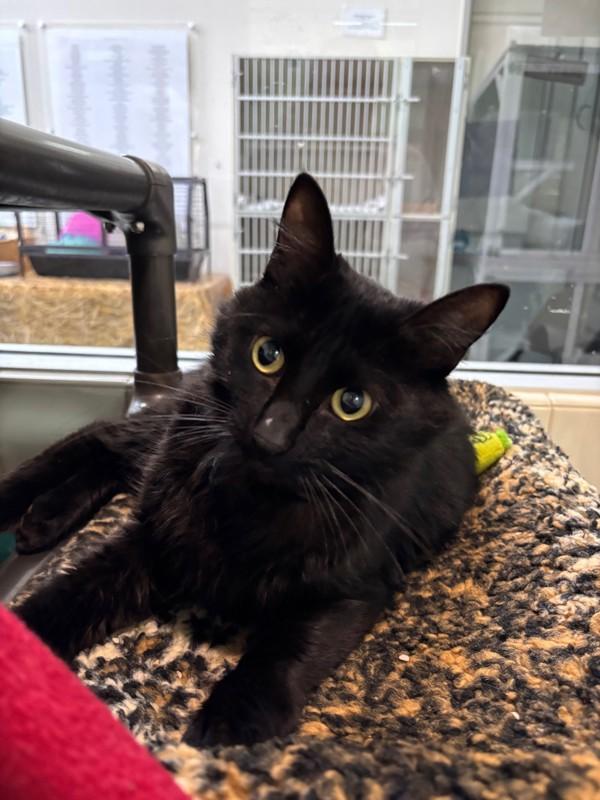 Enlarge Sigourney, a Adoptable mixed breed in Healdsburg, CA image 3/6