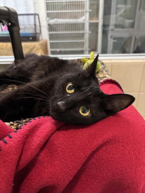 Enlarge Sigourney, a Adoptable mixed breed in Healdsburg, CA image 4/6