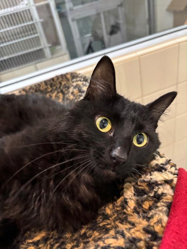 Enlarge Sigourney, a Adoptable mixed breed in Healdsburg, CA image 6/6