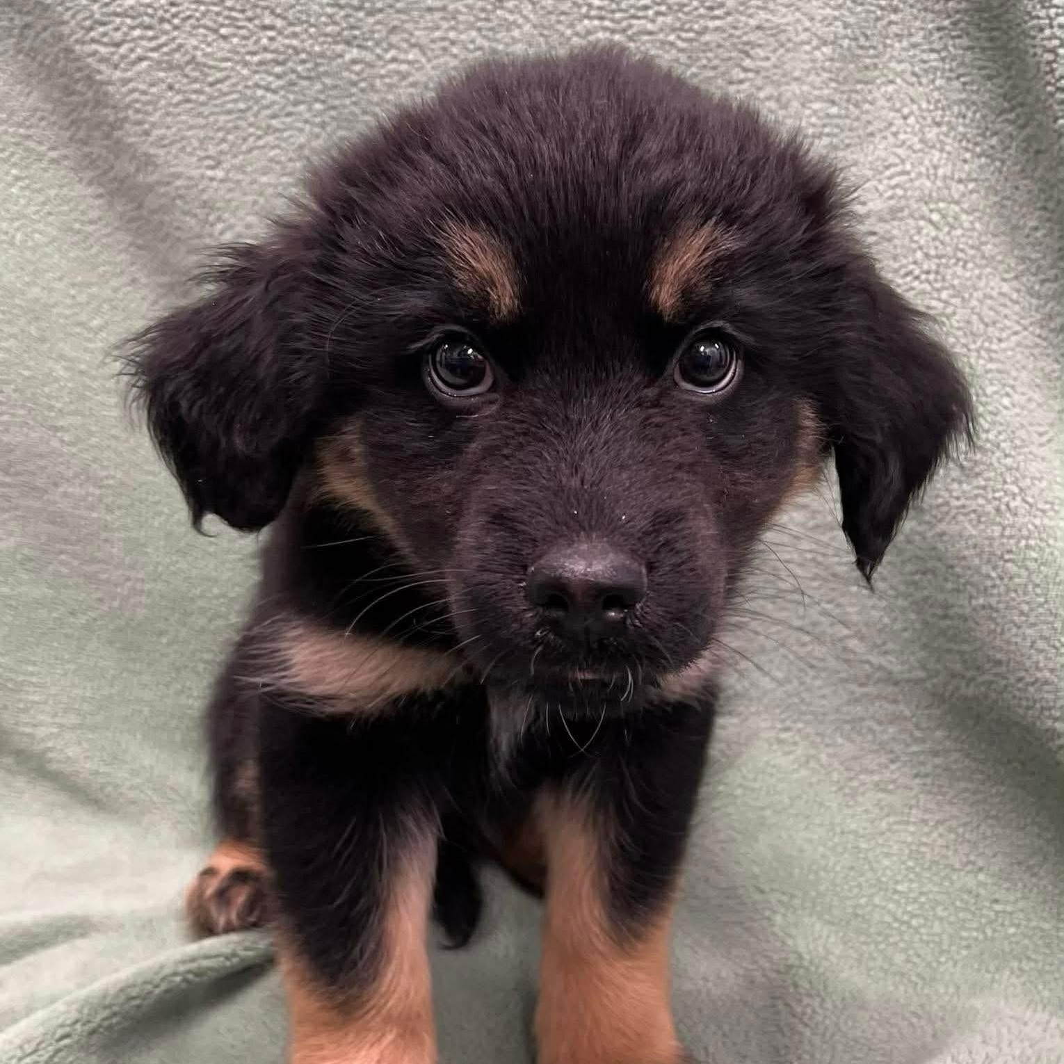 Enlarge Jesse, an adopted Mixed Breed in Yaphank, NY image 1/1