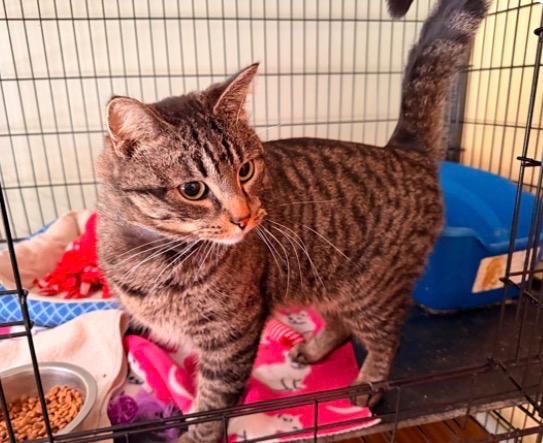 PHILO, Adopted, Adult Male Domestic Short Hair.