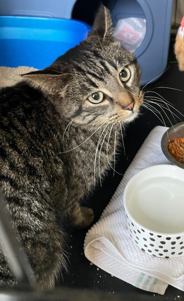 Enlarge PHILO, a Adopted mixed breed in Muskegon, MI image 2/3