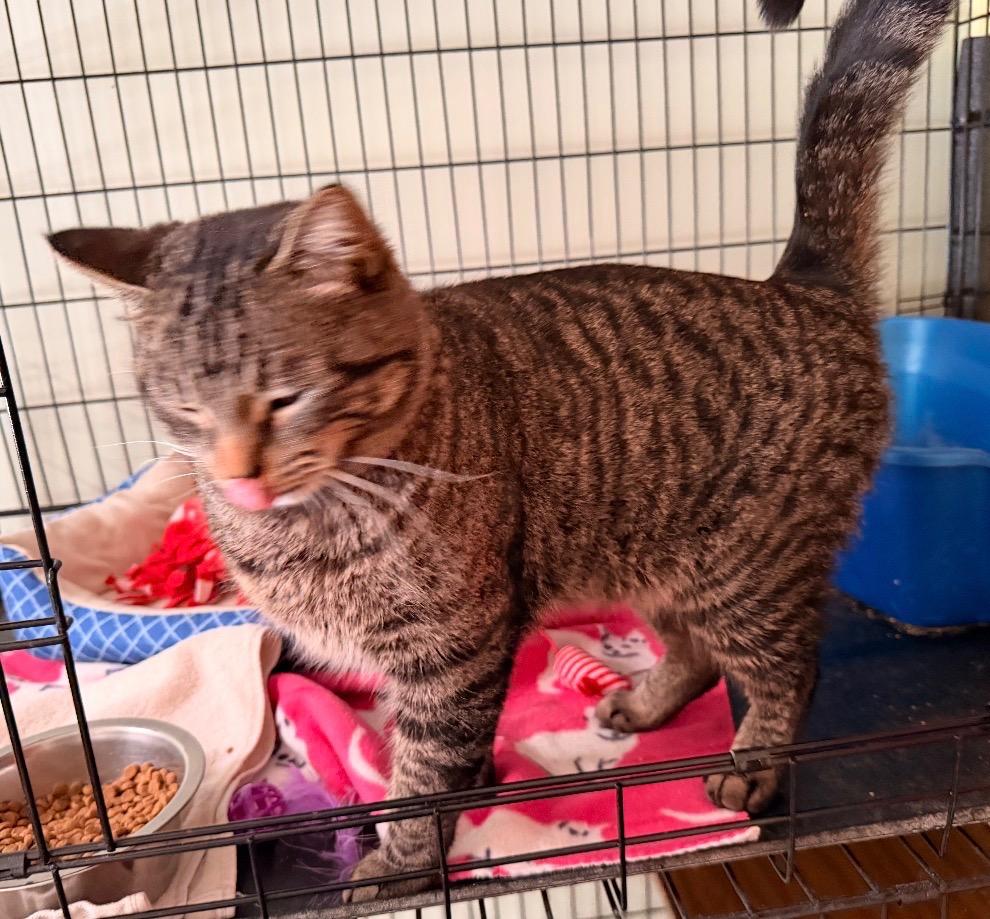 Enlarge PHILO, a Adopted mixed breed in Muskegon, MI image 3/3