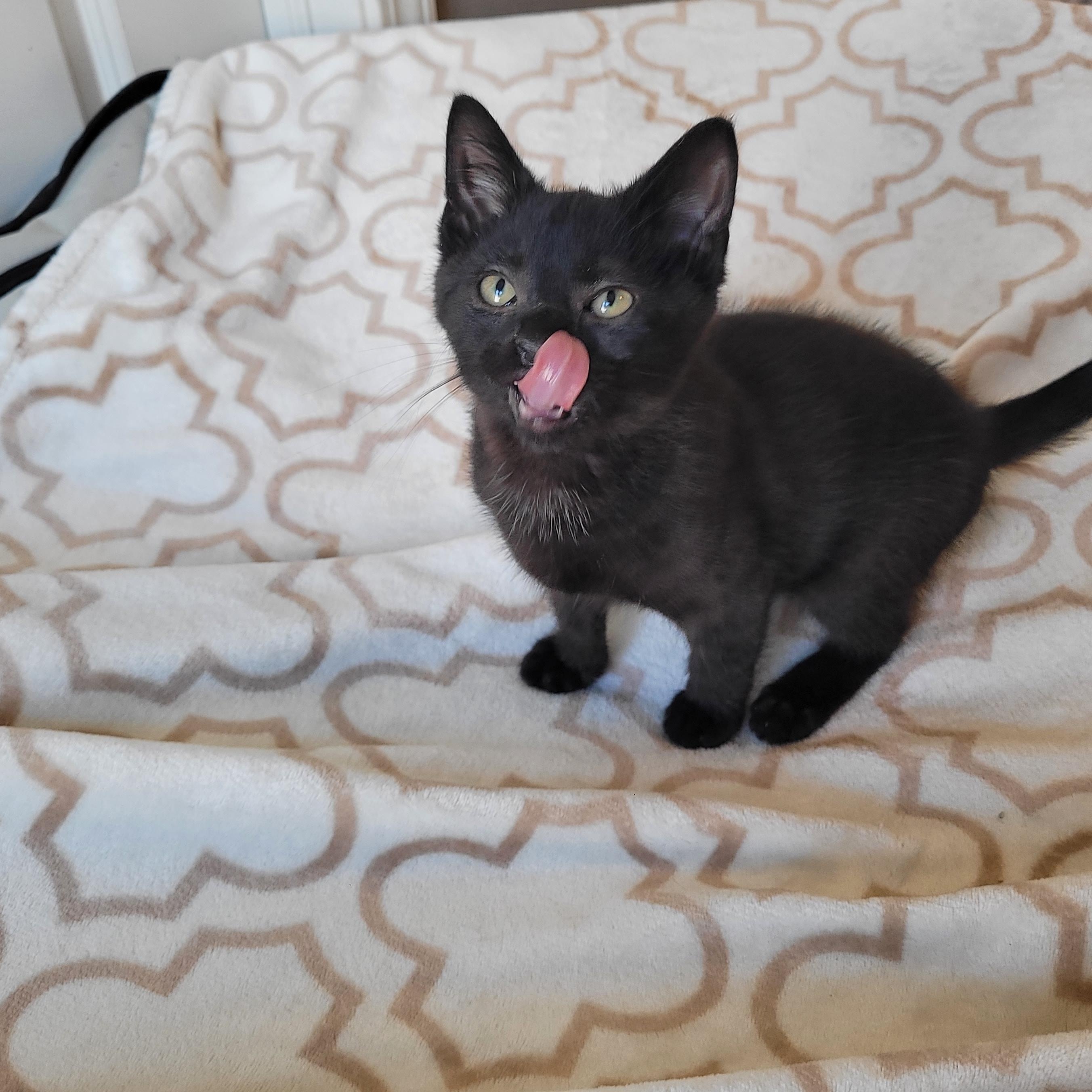 Hootie, a ADOPTABLE Domestic Short Hair in Indianapolis, IN image 3/6