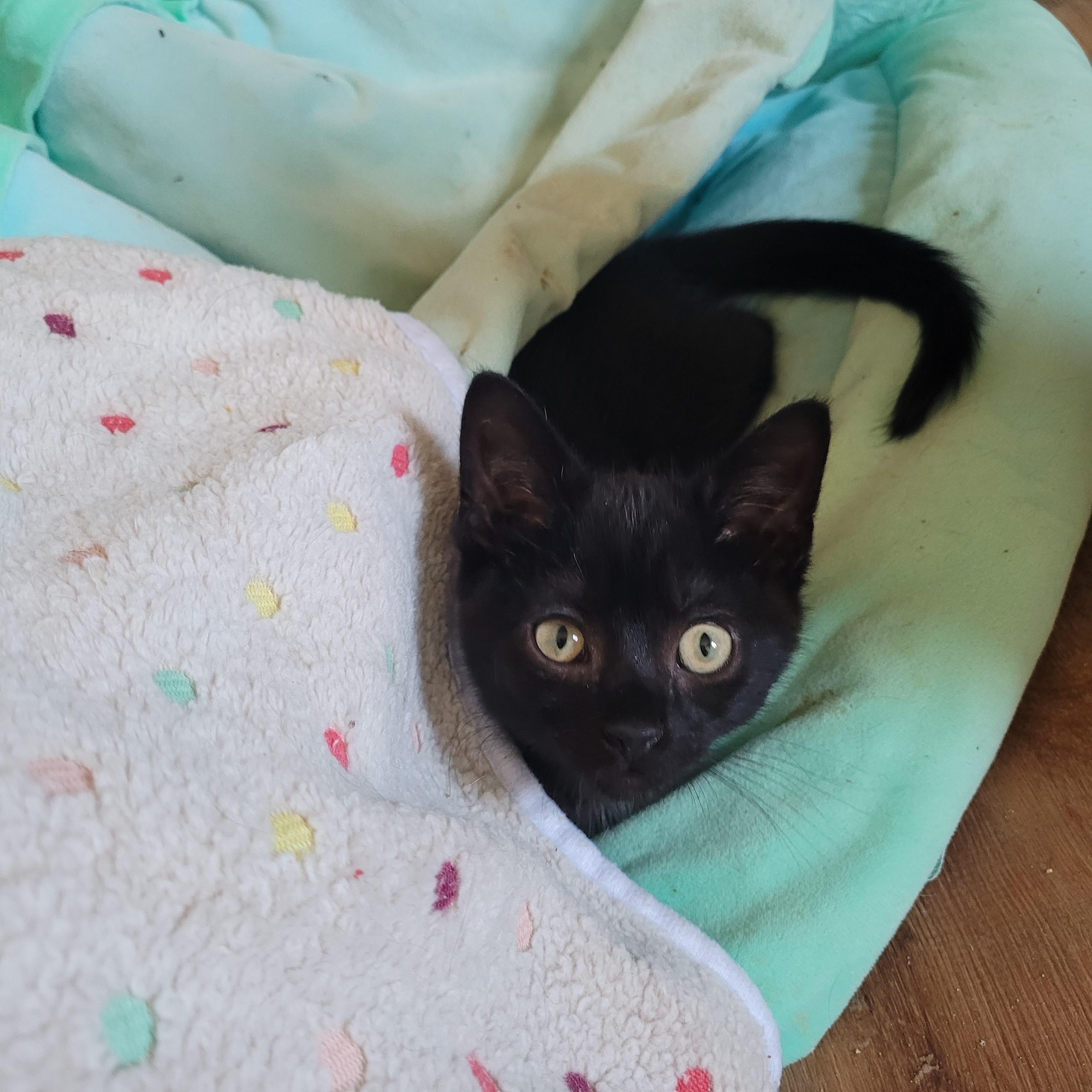 Hootie, a ADOPTABLE Domestic Short Hair in Indianapolis, IN image 4/6
