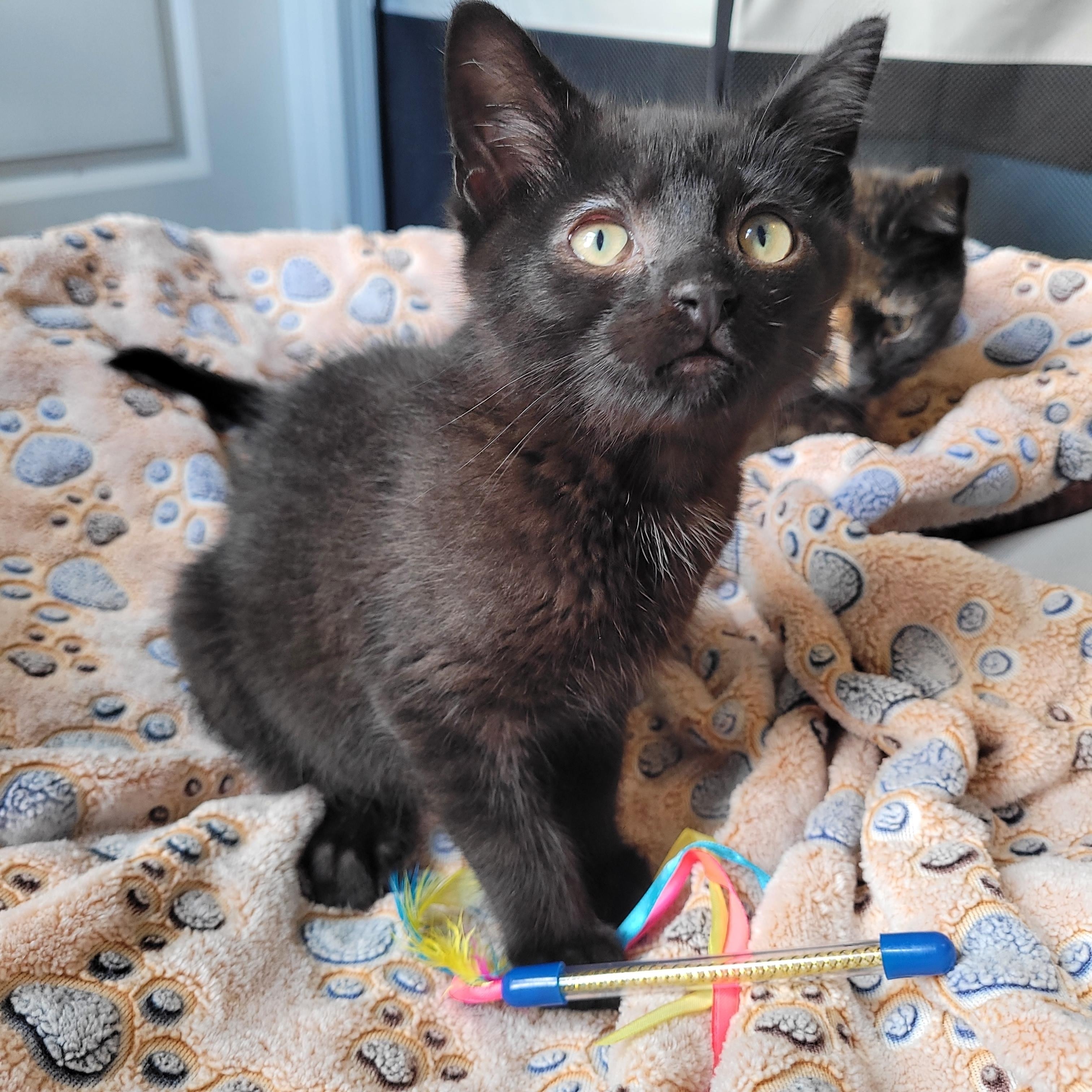 Hootie, a ADOPTABLE Domestic Short Hair in Indianapolis, IN image 2/6