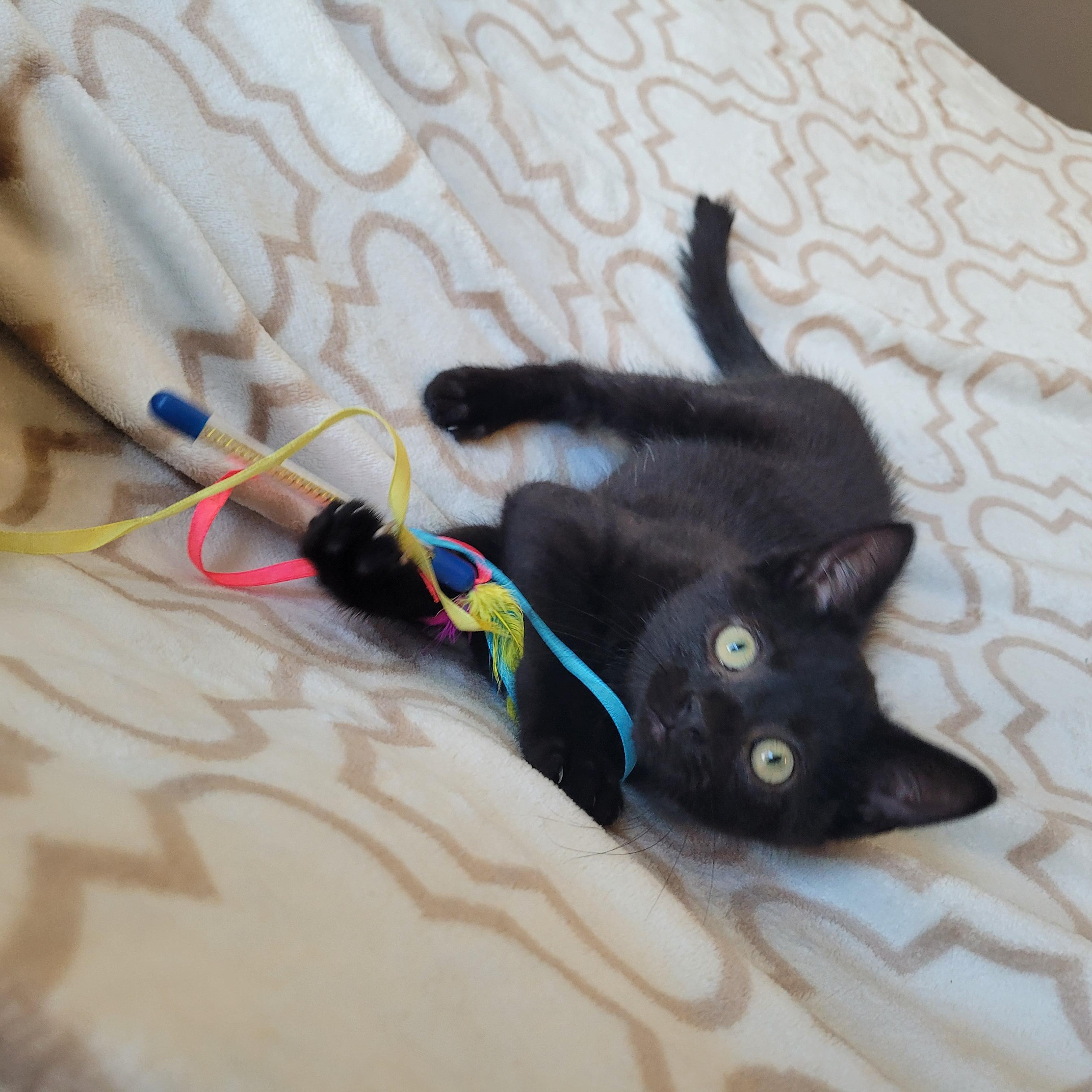 Hootie, ADOPTABLE, Kitten Male Domestic Short Hair.