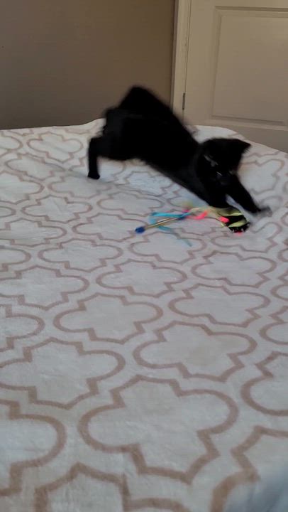 Enlarge Hootie, a ADOPTABLE Domestic Short Hair in Indianapolis, IN video 5/6