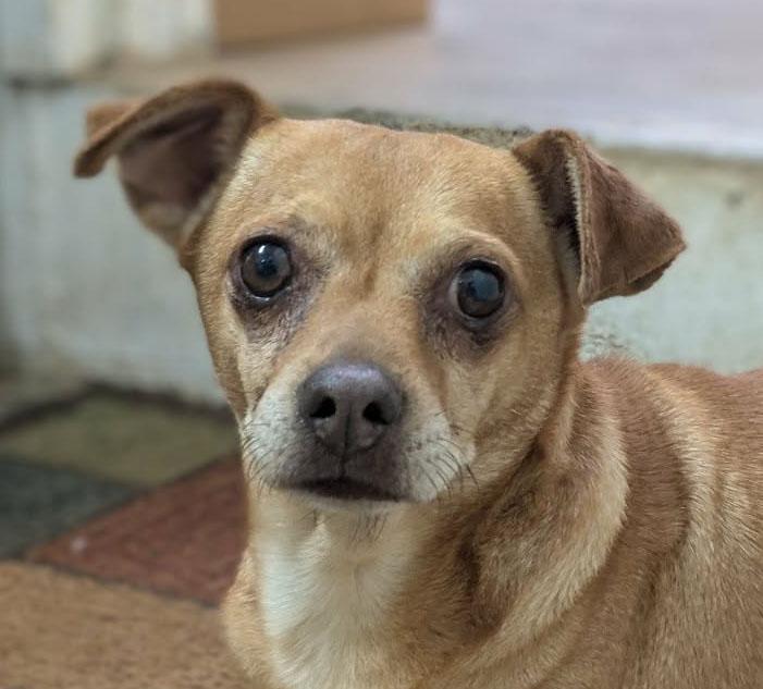 Enlarge Dean-O, a ADOPTABLE mixed breed in Ozark, AL image 1/6