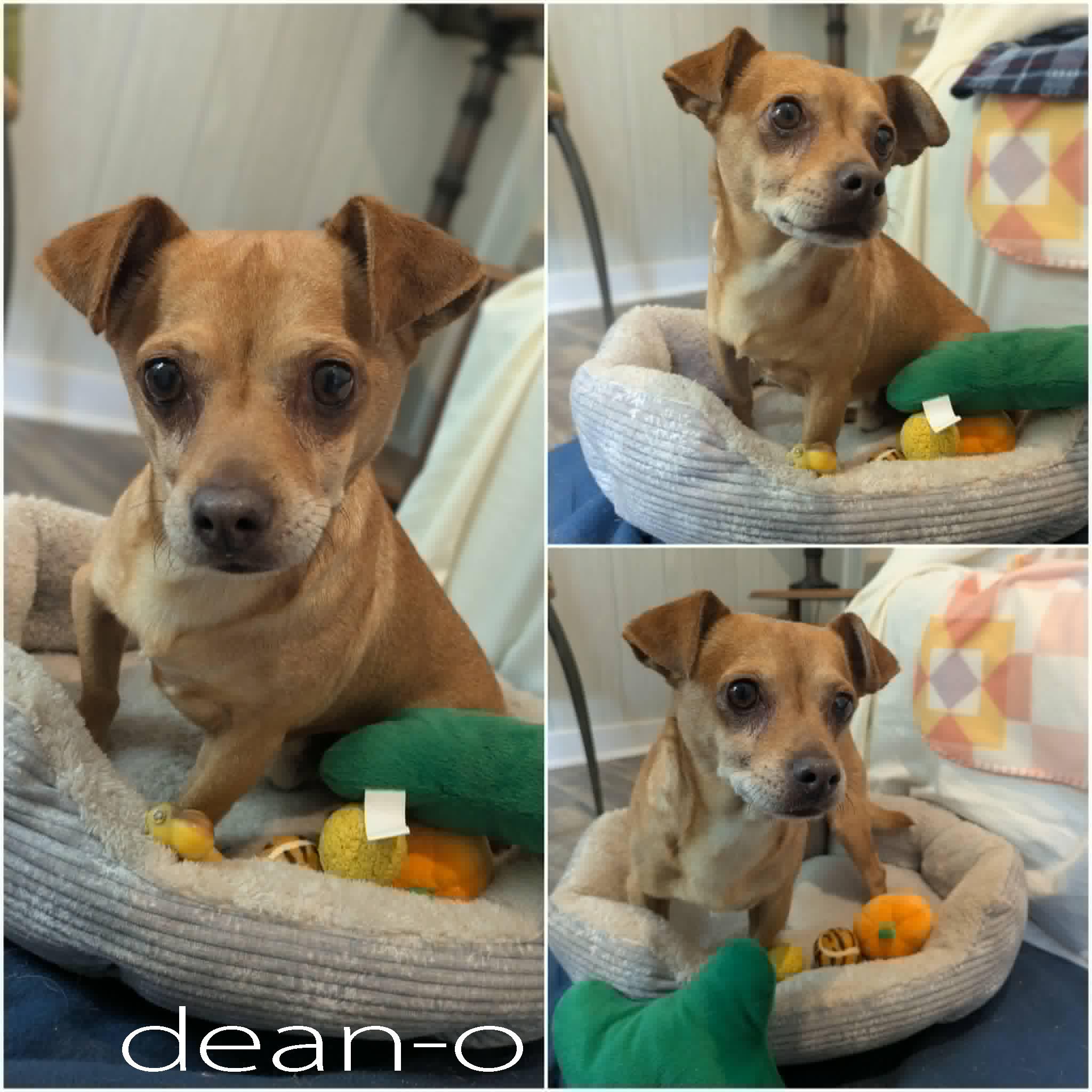 Enlarge Dean-O, a ADOPTABLE mixed breed in Ozark, AL image 5/6