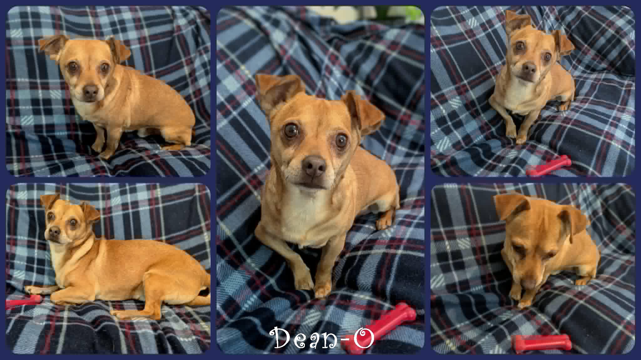 Enlarge Dean-O, a ADOPTABLE mixed breed in Ozark, AL image 4/6