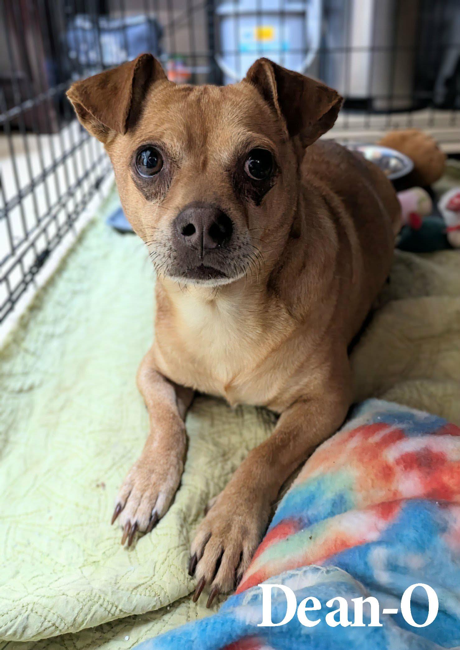 Enlarge Dean-O, a ADOPTABLE mixed breed in Ozark, AL image 3/6