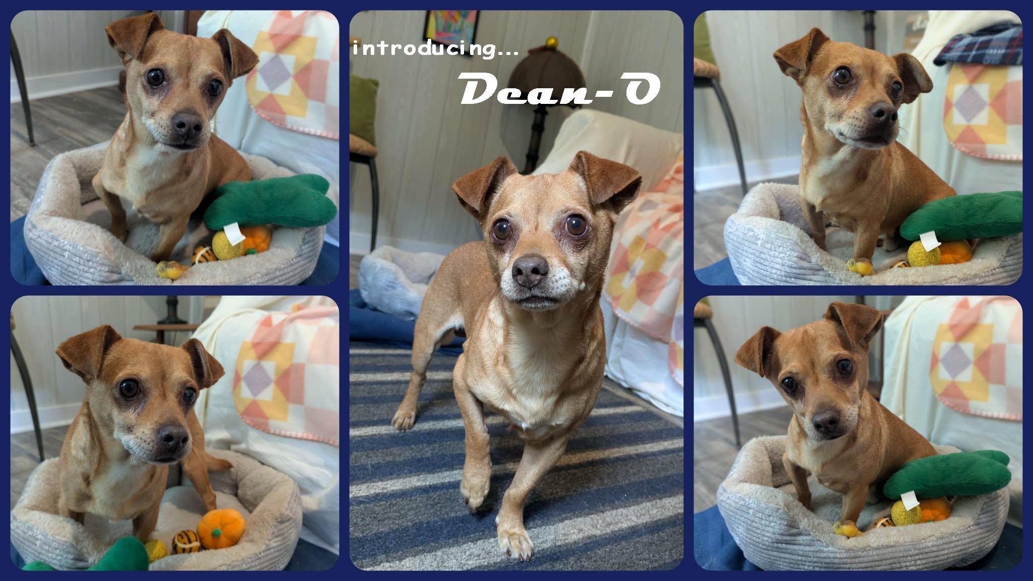 Enlarge Dean-O, a ADOPTABLE mixed breed in Ozark, AL image 2/6