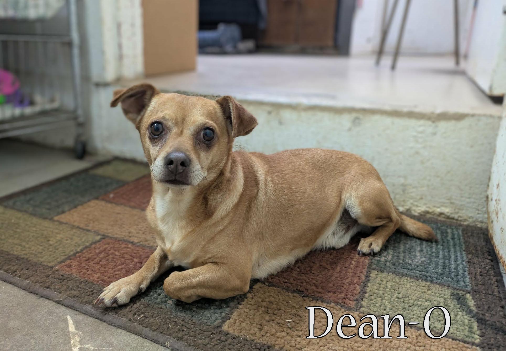 Enlarge Dean-O, a ADOPTABLE mixed breed in Ozark, AL image 6/6