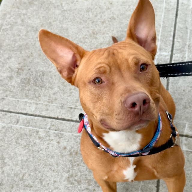 Enlarge RANGER, a Adoptable mixed breed in Alameda, CA image 1/1