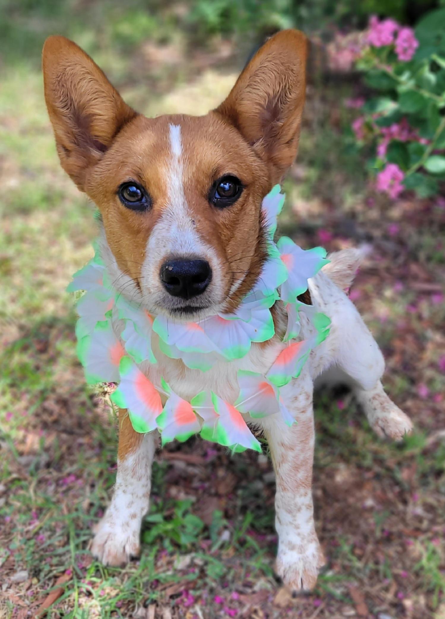Reba, a ADOPTABLE mixed breed in Vernon, TX image 3/4