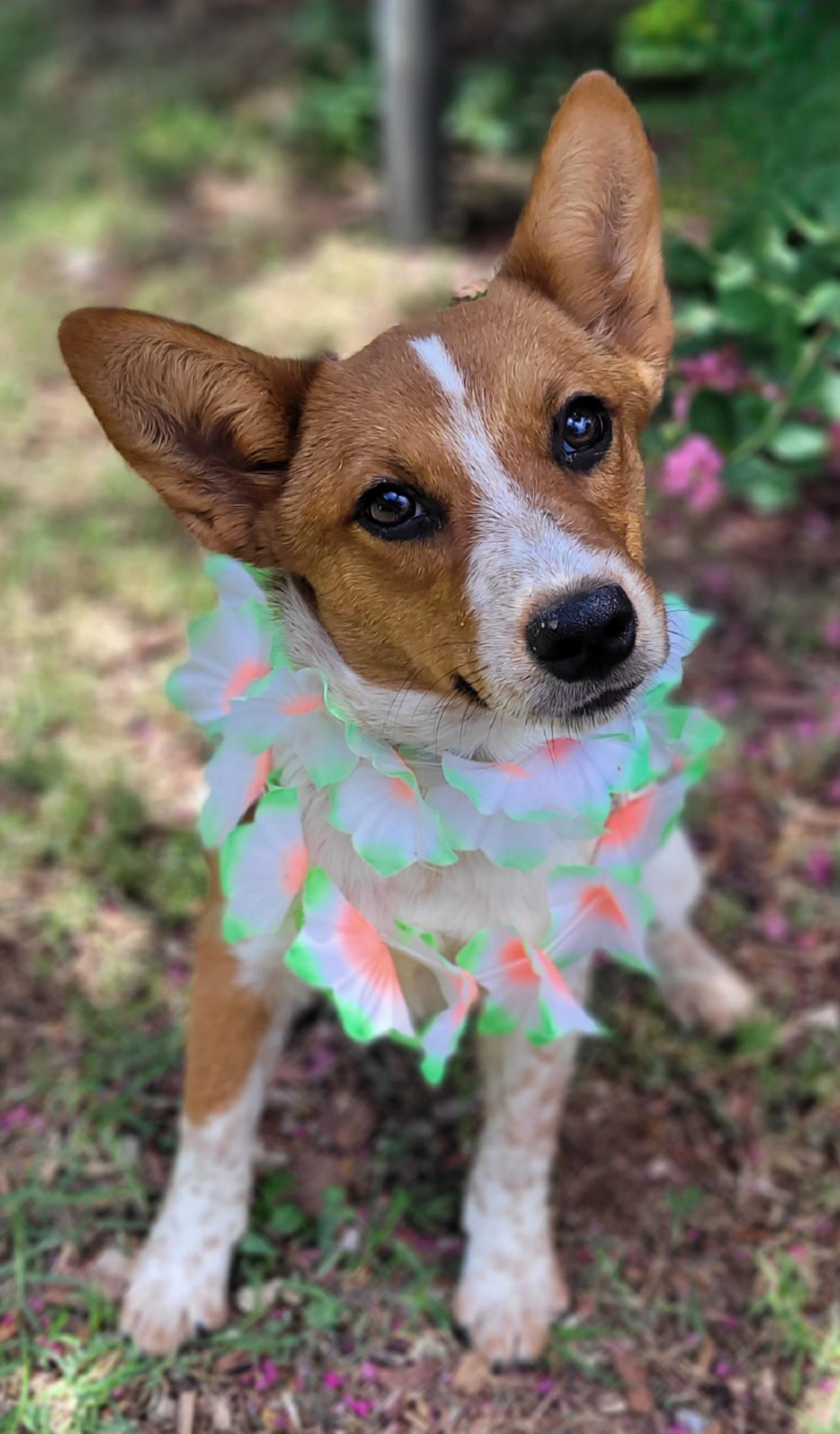 Reba, a ADOPTABLE mixed breed in Vernon, TX image 2/4