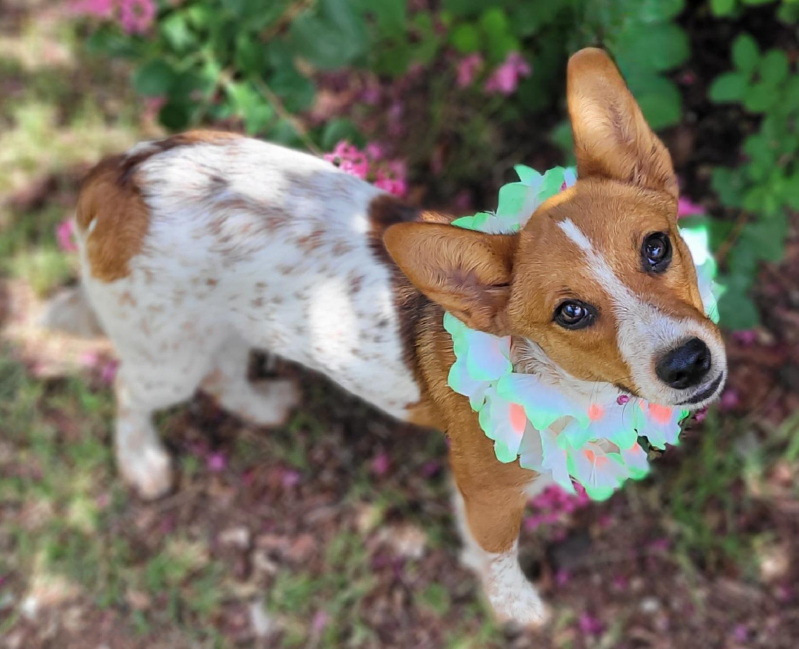 Reba, ADOPTABLE, Young Female Corgi & Australian Cattle Dog / Blue Heeler.