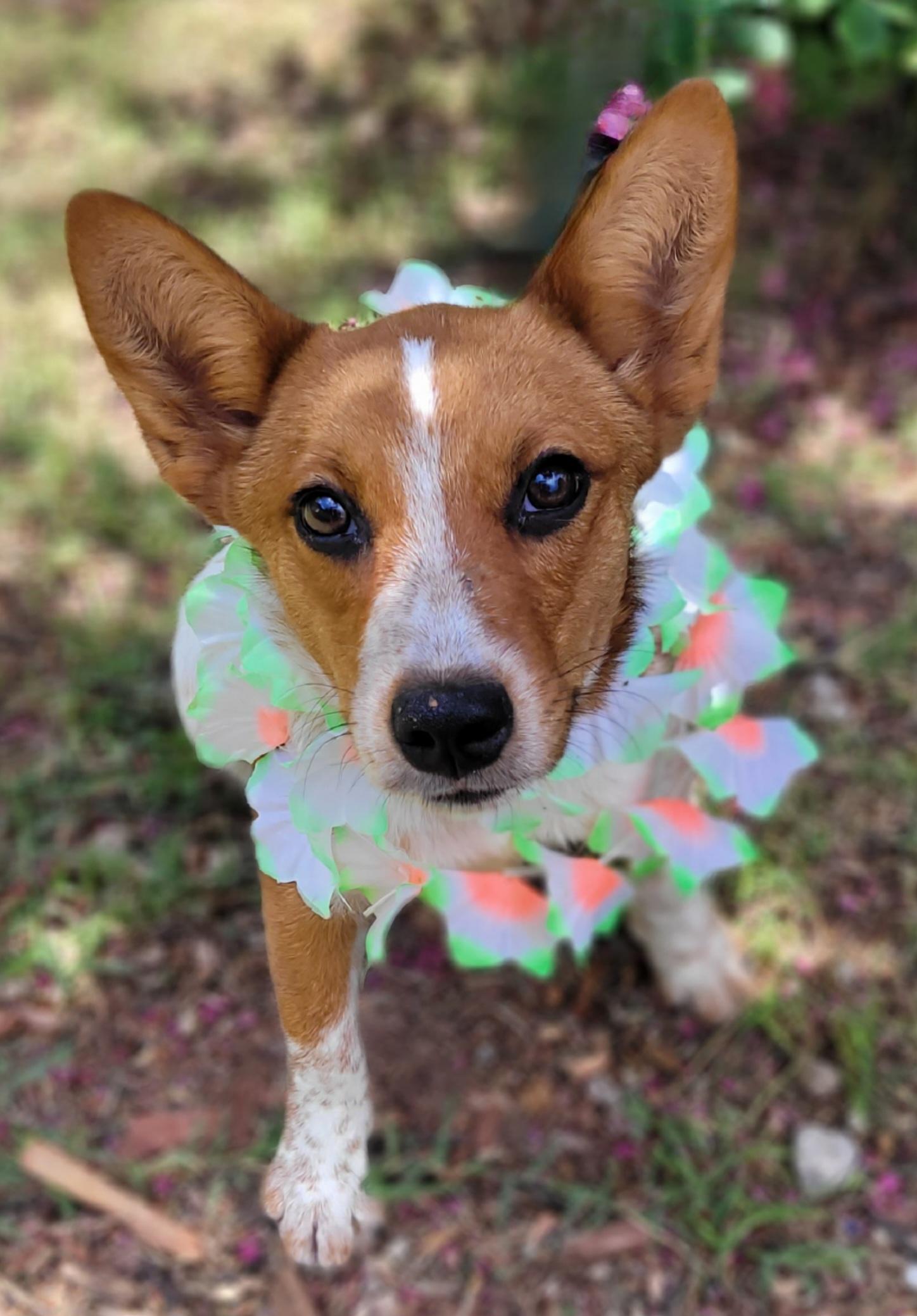 Reba, a ADOPTABLE mixed breed in Vernon, TX image 4/4