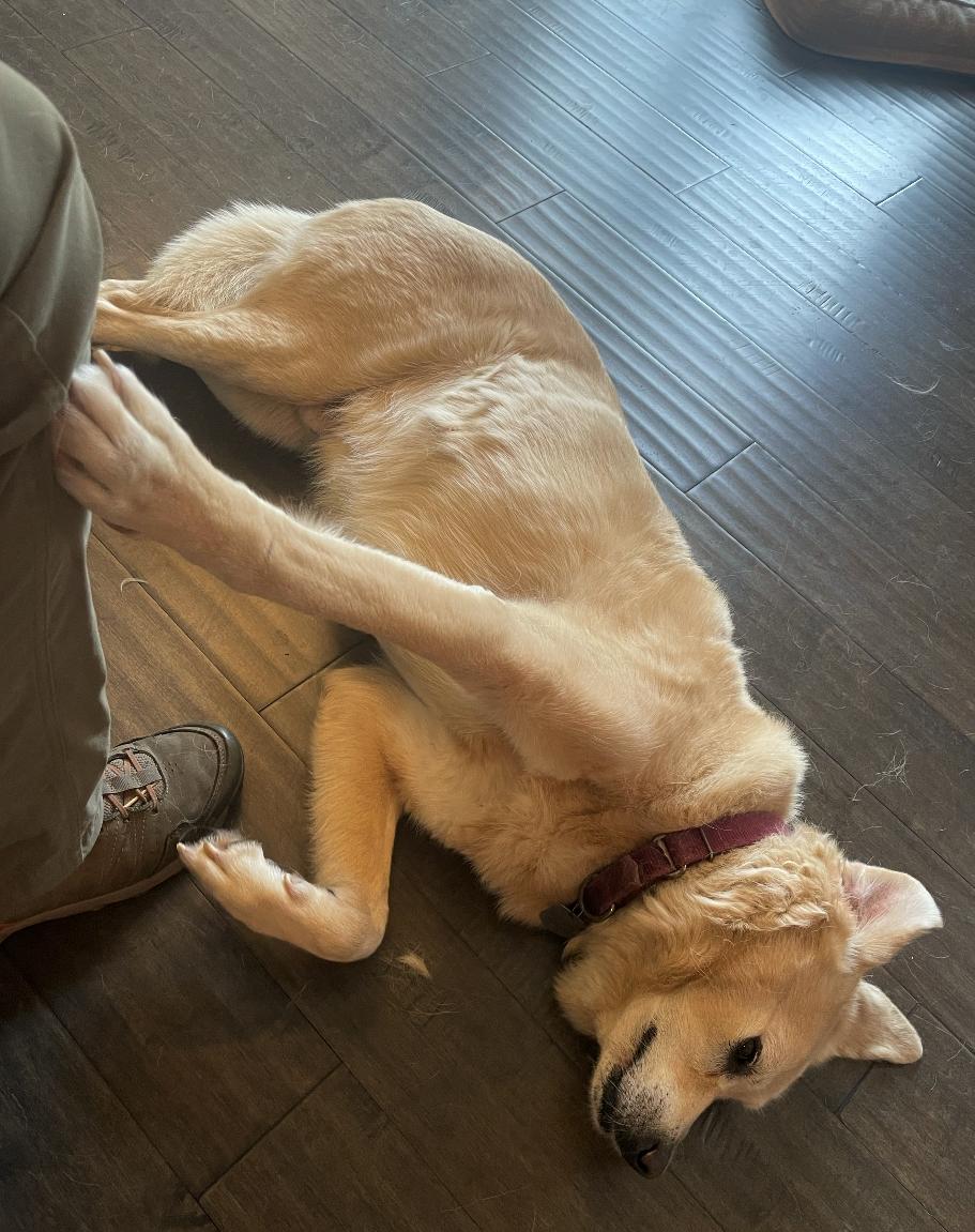 Enlarge Colby (CP), a Adoptable mixed breed in Manassas, VA image 3/5